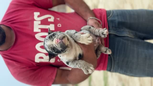 American Bully XXL Size Puppy, farm video