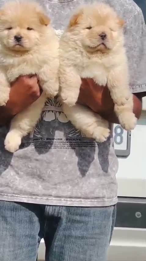 Chow Chow Puppies, farm video