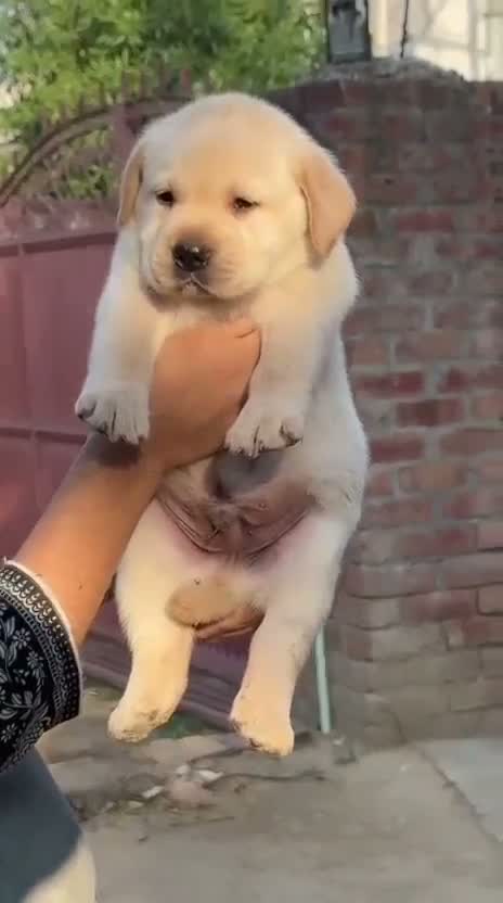 Beagle Black & Tan Puppy, farm video