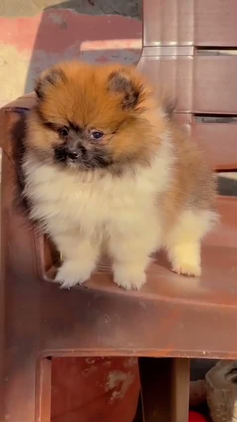 Toy Poodle Puppy, farm video
