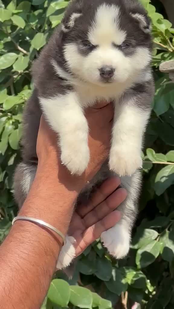 Siberian Husky Puppy | Black & White Color, farm video