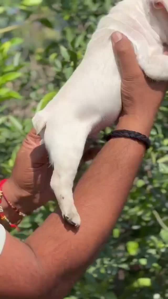 French Bulldog Puppy, farm video