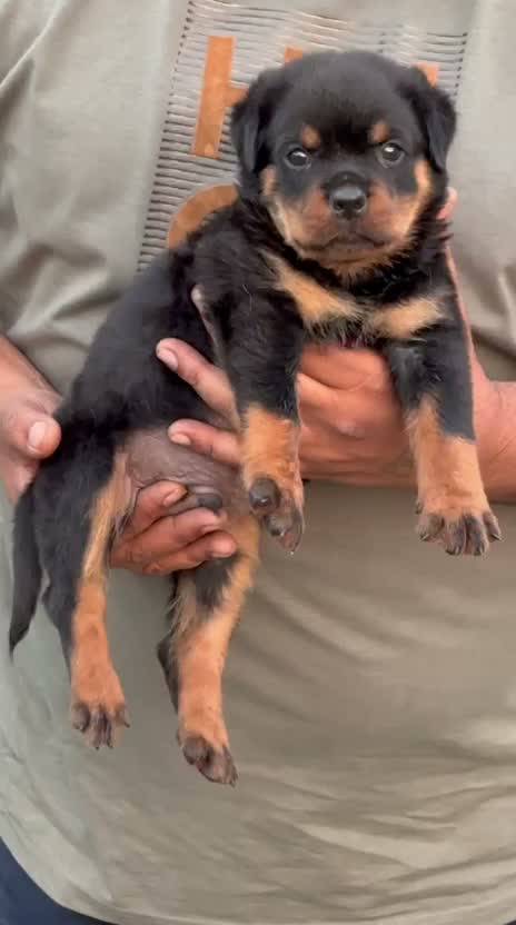 Rottweiler Puppy, farm video