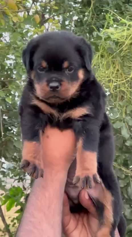 Rottweiler Puppy, farm video