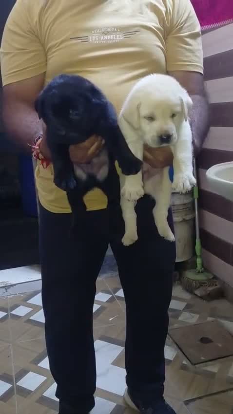 Beagle Black & Tan Puppy, farm video