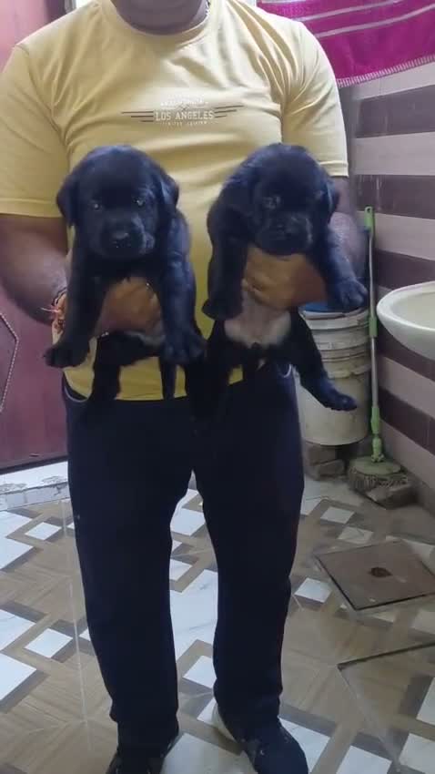 Beagle Black & Tan Puppy, farm video