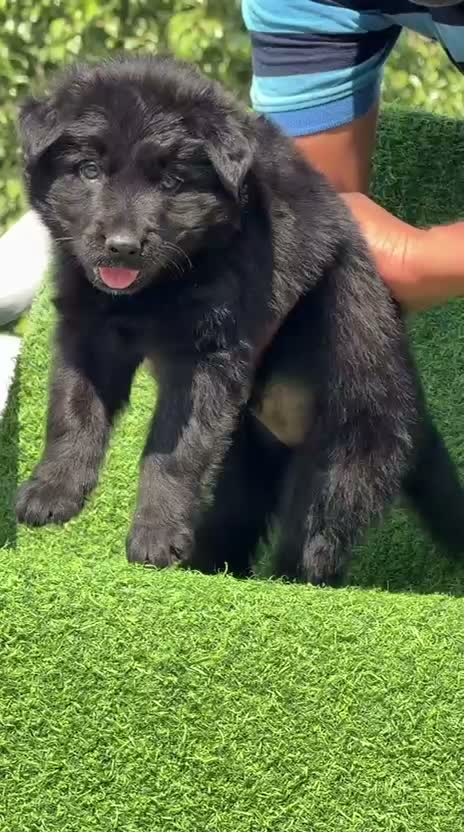 German Shepherd Puppy, farm video