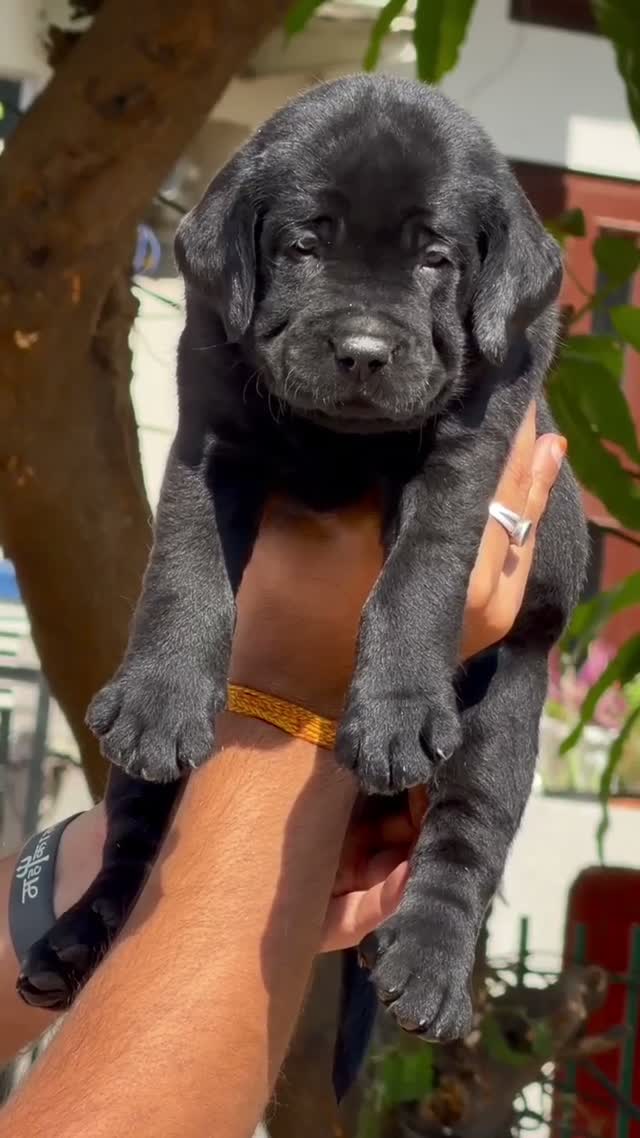 Beagle Black & Tan Puppy, farm video