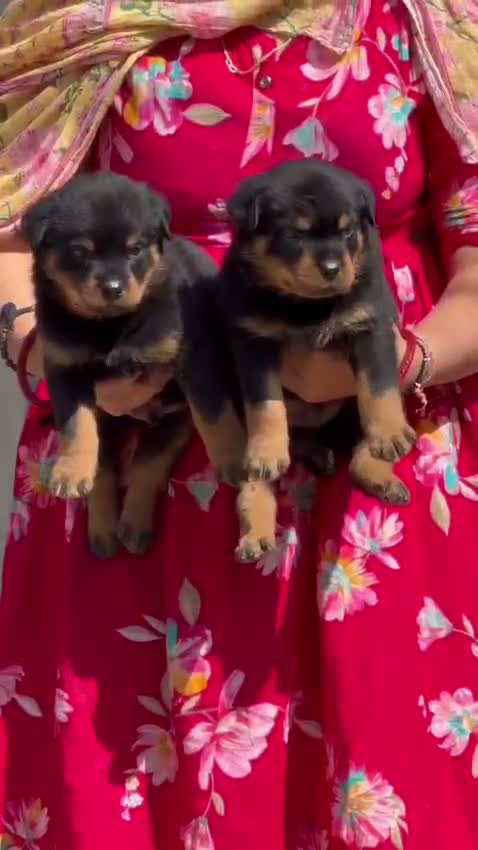 Rottweiler Puppy, farm video