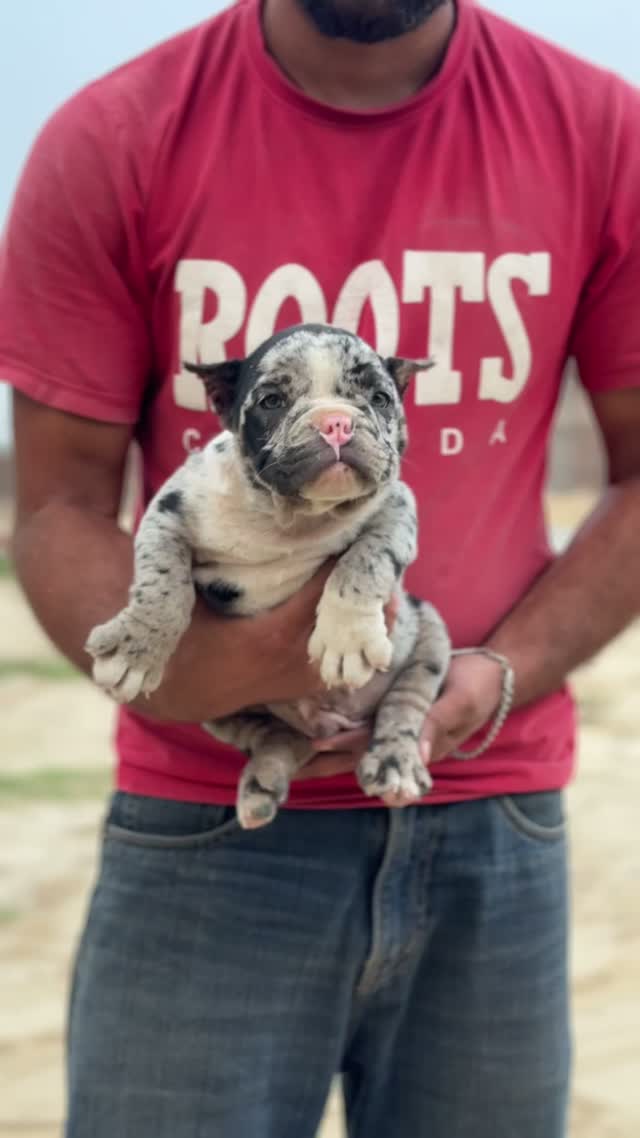 American Bully XXL Size Puppy, farm video
