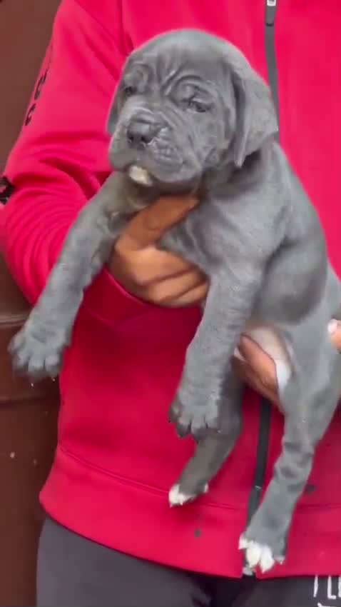 Cane Corso Puppy | Brindle, farm video