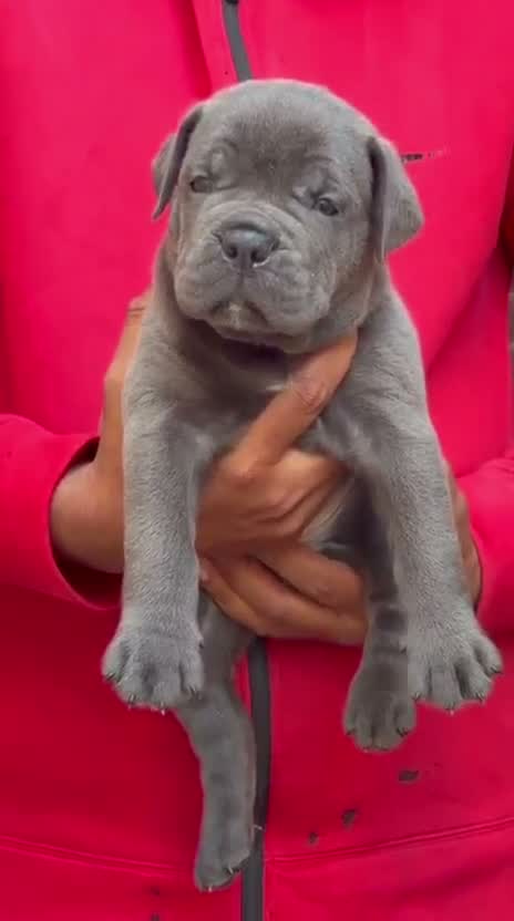 Cane Corso Puppy | Brindle, farm video