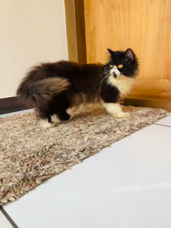 Persian, farm video