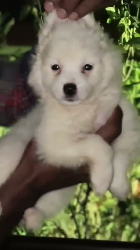 Pomeranian Puppy, farm video