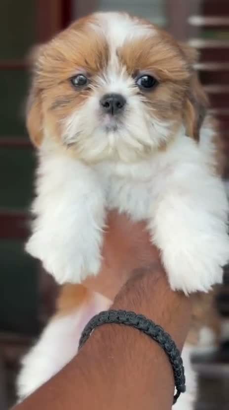 Dachshund Puppy | Brown & Tan, farm video