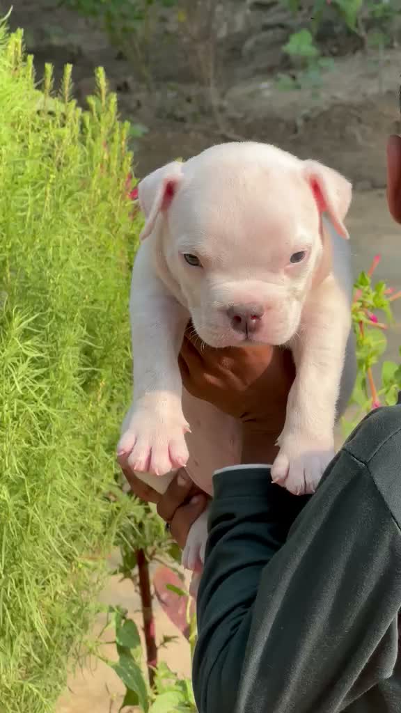 American Bully XL Size Puppy, farm video