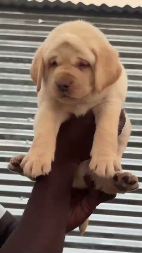 Beagle Black & Tan Puppy, farm video