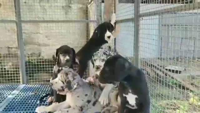 Dachshund Puppy | Brown, farm video