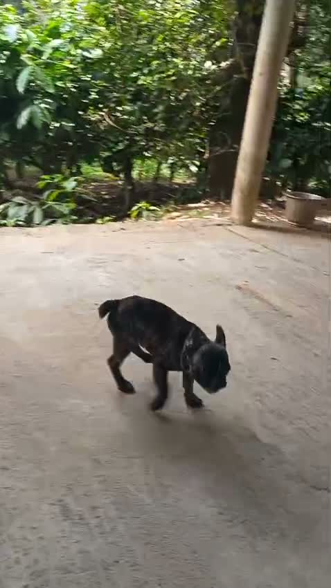 French Bulldog Puppy, farm video