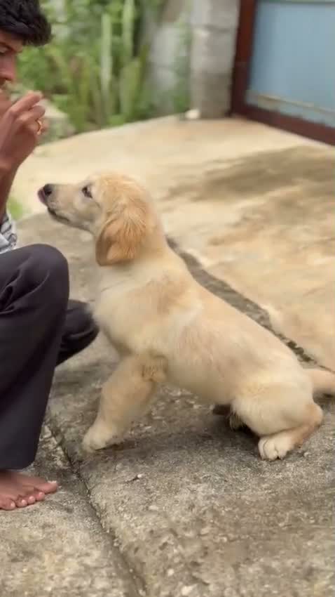 Beagle Black & Tan Puppy, farm video