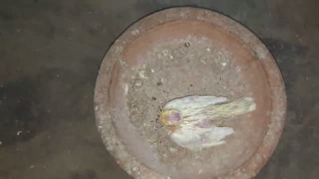 Cockatiel | Pied, farm video