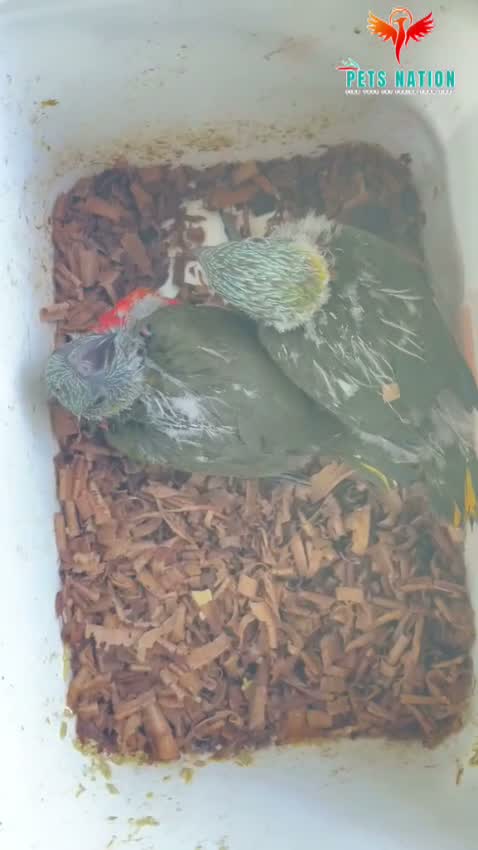 Chattering Lorikeet, farm video