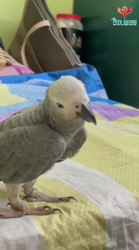 African Grey Parrot, farm video