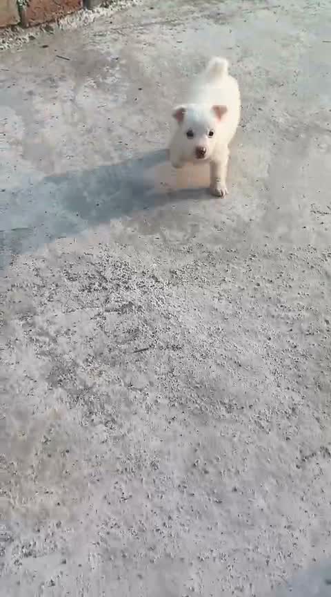 Pomeranian Puppy, farm video