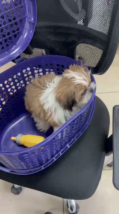 Shih Tzu | Black Color, farm video