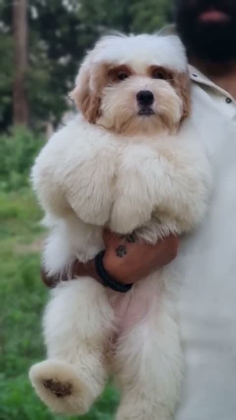 Dachshund Puppy | Brown & Tan, farm video