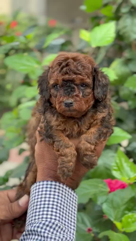 Standard Poodle Puppy | White, farm video