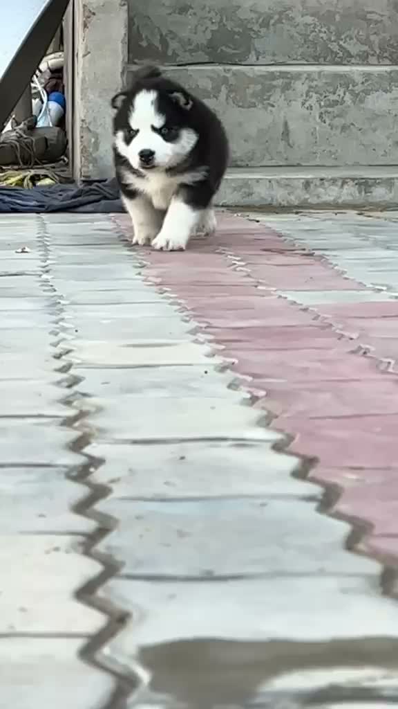 Siberian Husky Puppy | Black & White Color, farm video