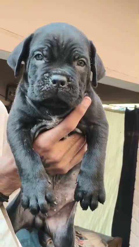 Cane Corso Puppy | Blue, farm video