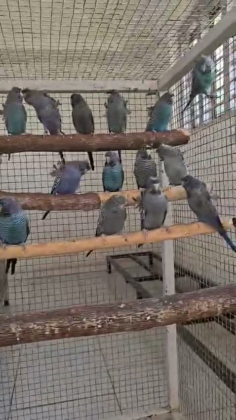 Hogoromo Budgies, farm video