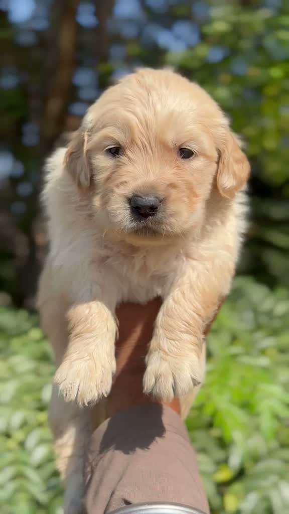 Dachshund Puppy | Brown, farm video
