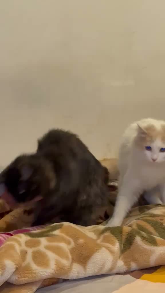 Dachshund Puppy, farm video