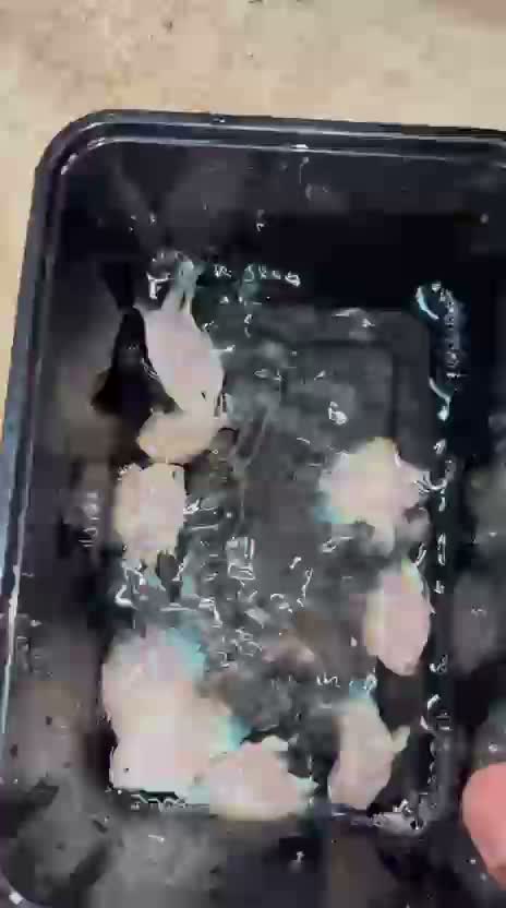 African Grey Parrot, farm video