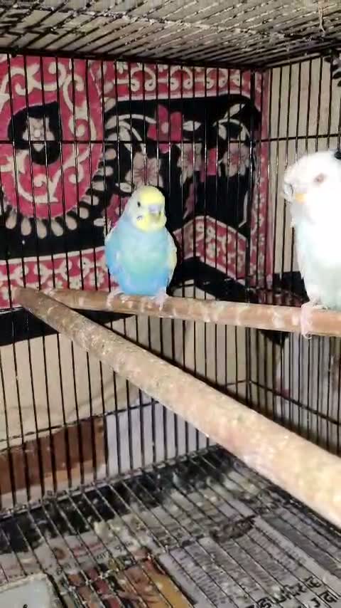 Hogoromo Budgies, farm video