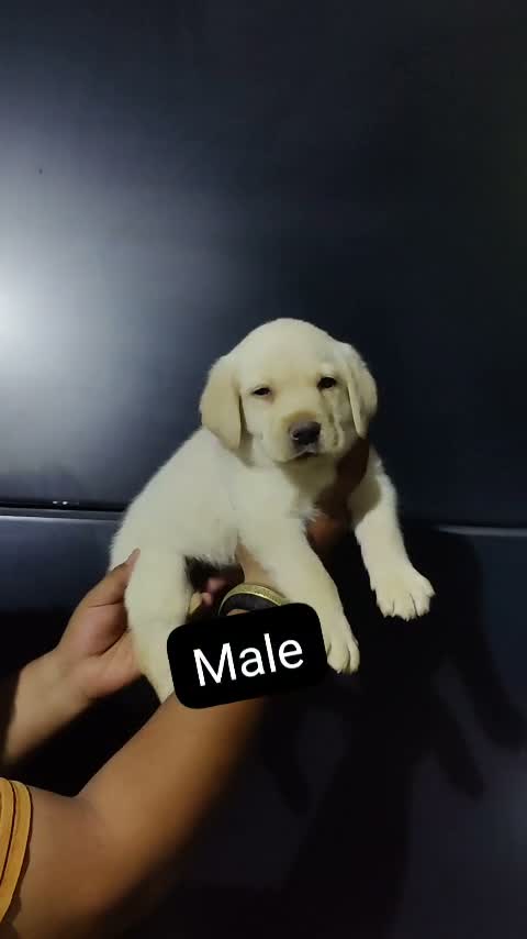 Beagle Black & Tan Puppy, farm video