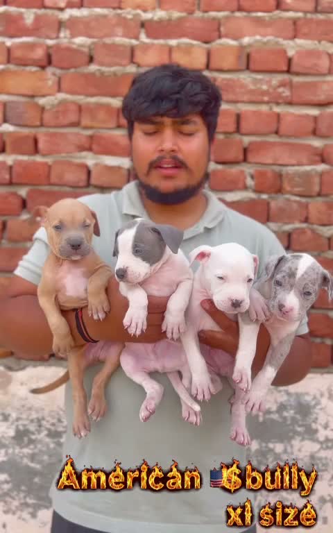 American Bully Pocket Size Puppy, farm video