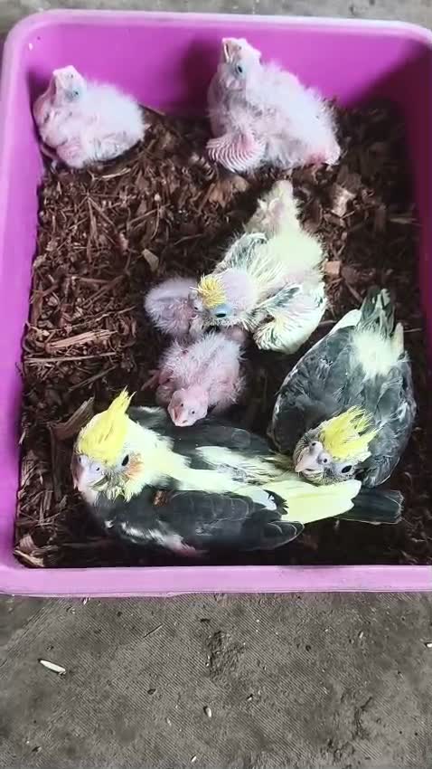 Cockatiel, farm video