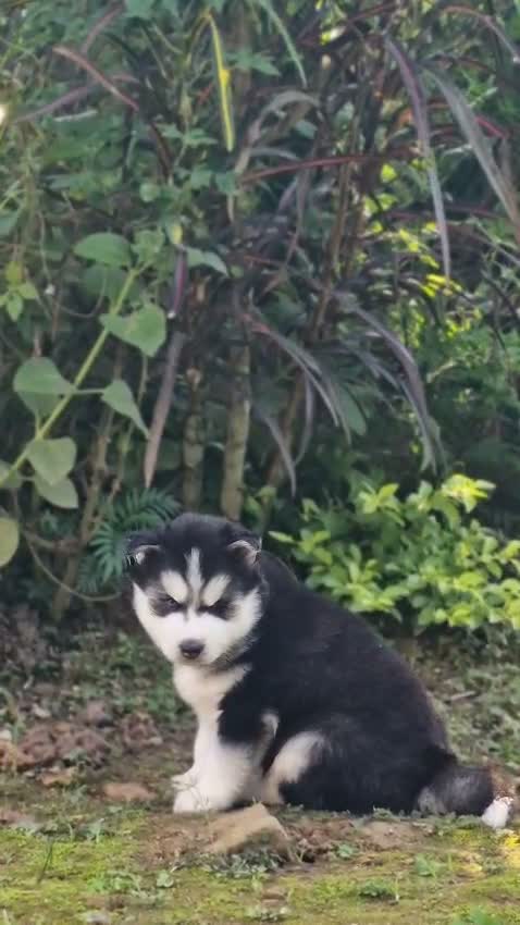 Siberian Husky Puppy | Black & White Color, farm video