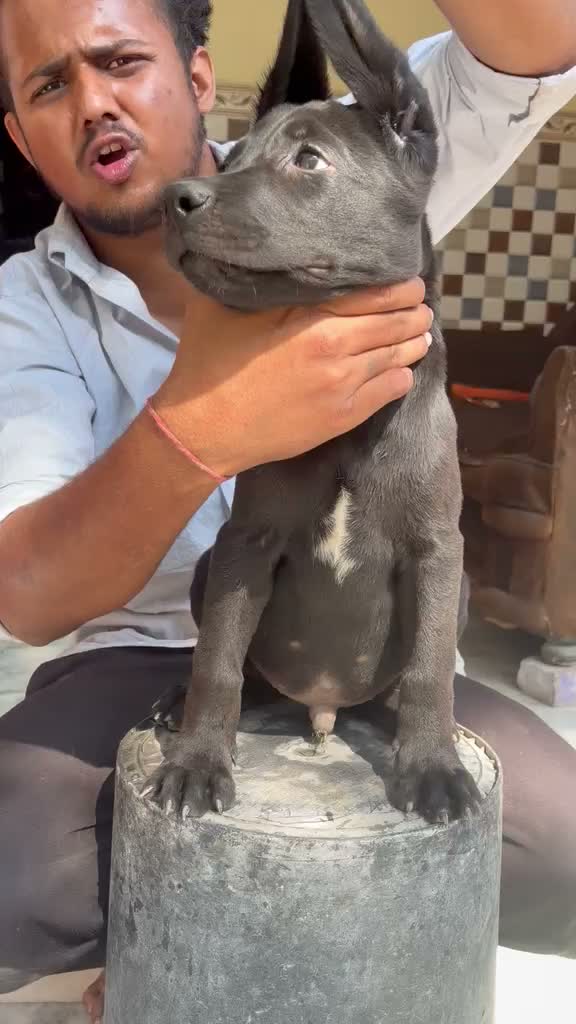 Cane Corso Puppy | Brindle, farm video