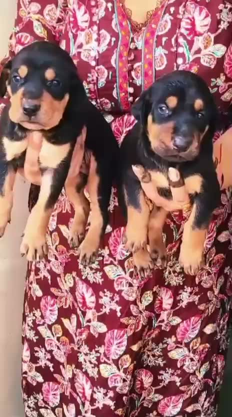 European Doberman Puppy | Black & Tan, farm video