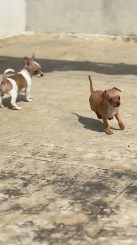 Chihuahua Puppy, farm video