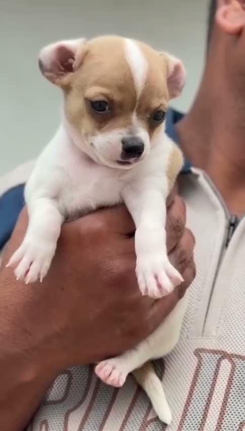 Chihuahua Puppy, farm video