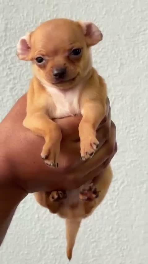 Chihuahua Puppy, farm video