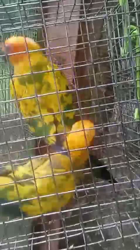 Small Cheek Conure, farm video