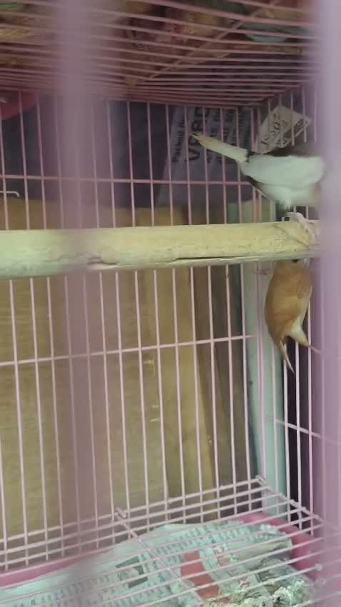 Dachshund Puppy | Brown & Tan, farm video