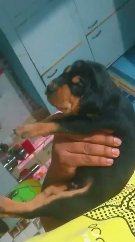 European Doberman Puppy | Black & Tan, farm video